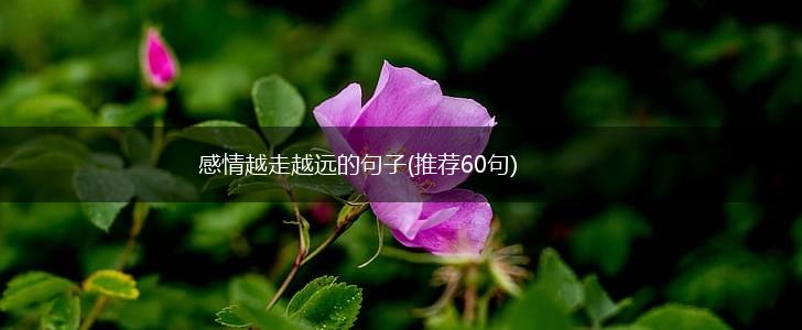感情越走越远的句子(推荐60句),第1张