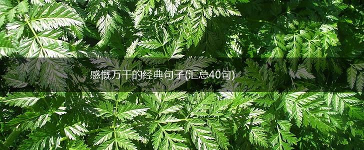 感慨万千的经典句子(汇总40句),第1张