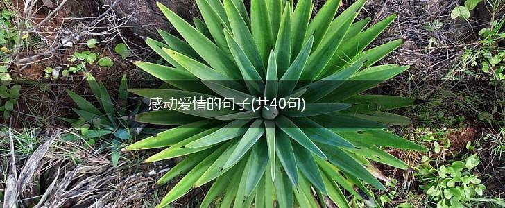 感动爱情的句子(共40句),第1张