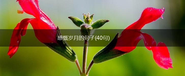 感慨岁月的句子(40句),第1张