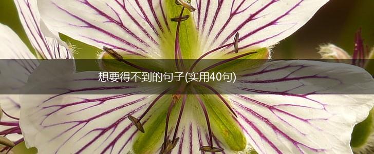 想要得不到的句子(实用40句),第1张