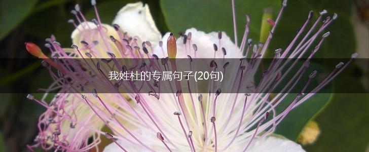 我姓杜的专属句子(20句),第1张