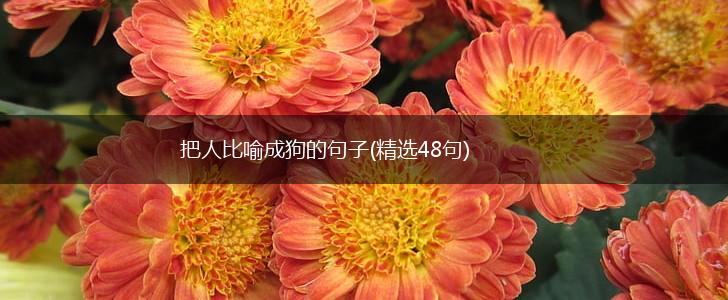 把人比喻成狗的句子(精选48句),第1张