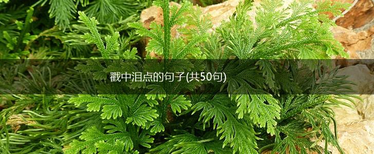 戳中泪点的句子(共50句),第1张