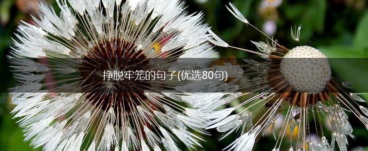 挣脱牢笼的句子(优选80句),第1张