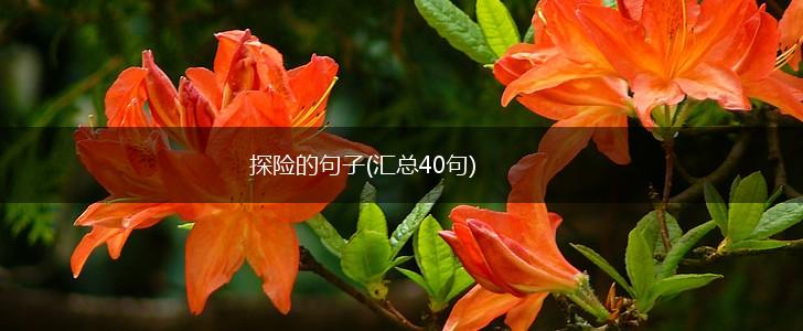 探险的句子(汇总40句),第1张