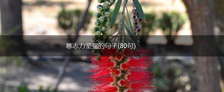 意志力坚强的句子(80句),第1张