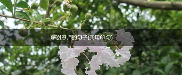 感谢恩师的句子(实用81句),第1张