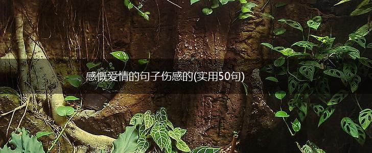 感慨爱情的句子伤感的(实用50句),第1张