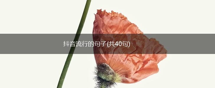 抖音流行的句子(共40句),第1张
