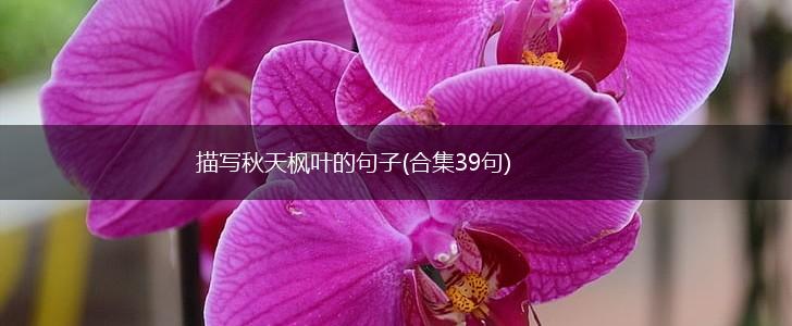 描写秋天枫叶的句子(合集39句),第1张