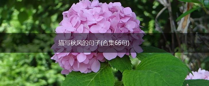 描写秋风的句子(合集66句),第1张