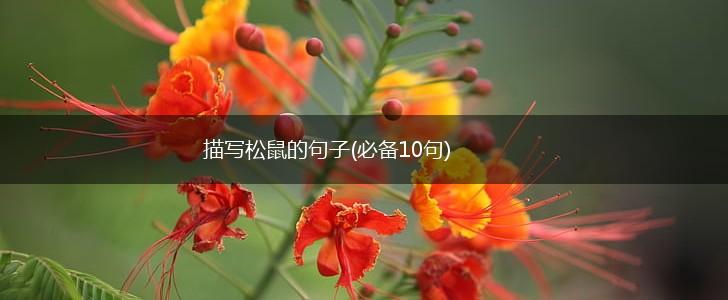 描写松鼠的句子(必备10句),第1张