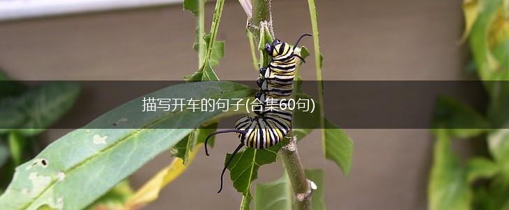 描写开车的句子(合集60句),第1张