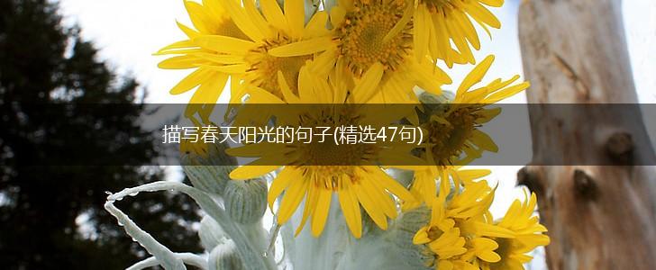 描写春天阳光的句子(精选47句),第1张