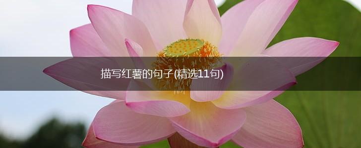 描写红薯的句子(精选11句),第1张