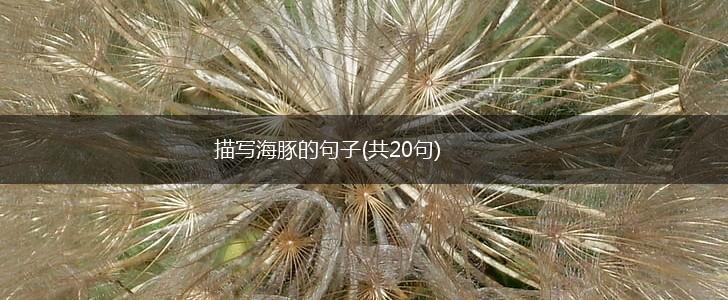 描写海豚的句子(共20句),第1张