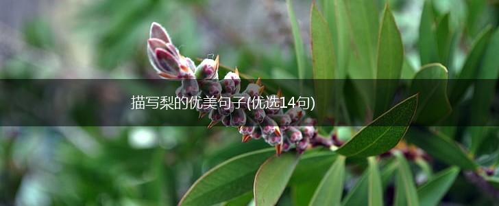 描写梨的优美句子(优选14句),第1张