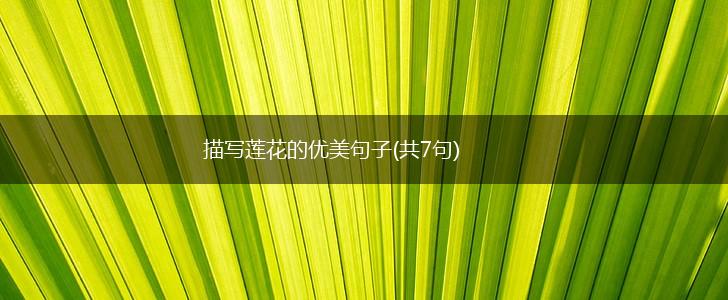 描写莲花的优美句子(共7句),第1张