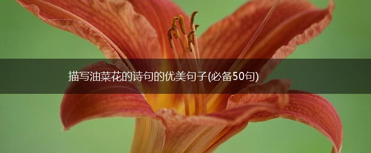 描写油菜花的诗句的优美句子(必备50句),第1张