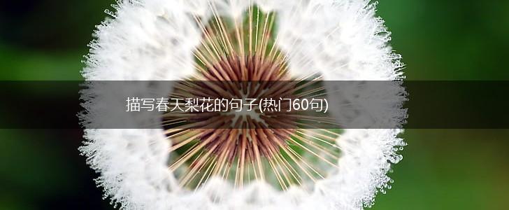 描写春天梨花的句子(热门60句),第1张