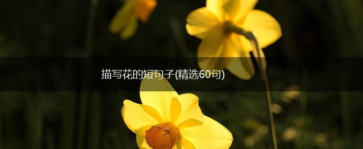 描写花的短句子(精选60句),第1张