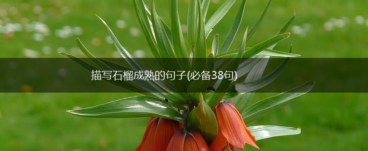描写石榴成熟的句子(必备38句),第1张