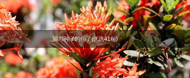 描写种子的句子(优选41句),第1张