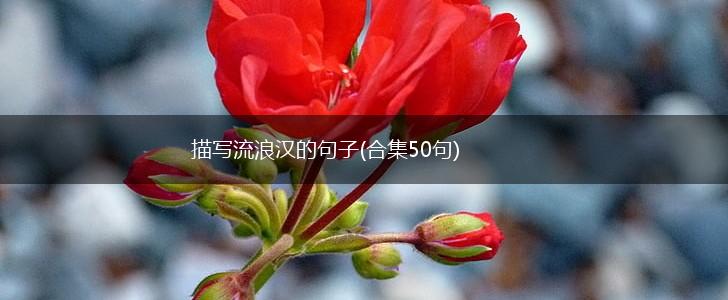 描写流浪汉的句子(合集50句),第1张