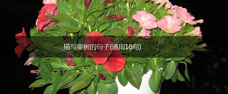 描写果树的句子(通用10句),第1张