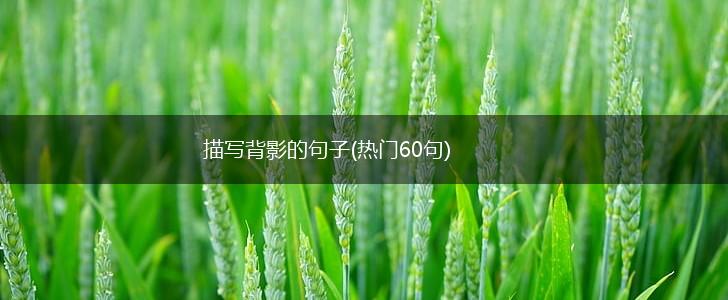 描写背影的句子(热门60句),第1张