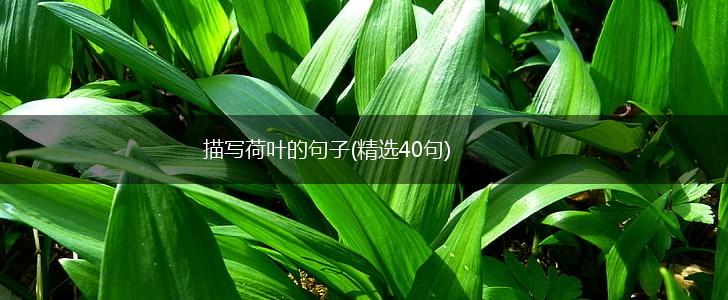 描写荷叶的句子(精选40句),第1张