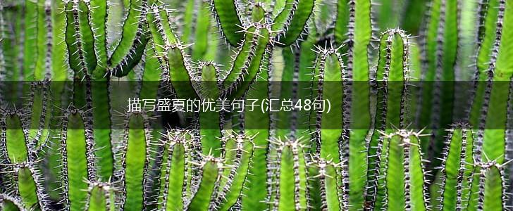 描写盛夏的优美句子(汇总48句),第1张