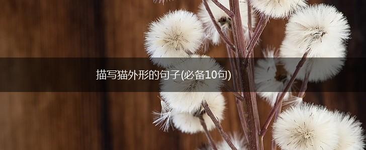 描写猫外形的句子(必备10句),第1张