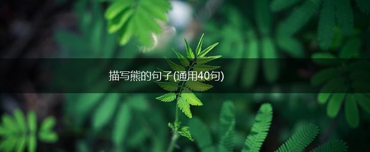 描写熊的句子(通用40句),第1张