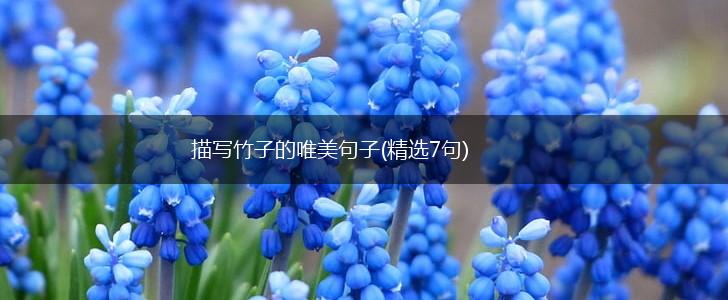 描写竹子的唯美句子(精选7句),第1张