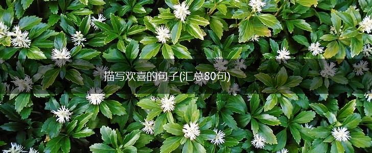 描写欢喜的句子(汇总80句),第1张