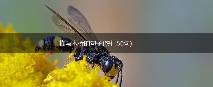 描写木桥的句子(热门50句),第1张