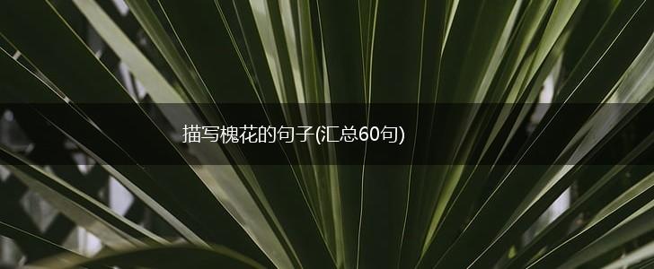 描写槐花的句子(汇总60句),第1张