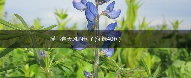描写春天风的句子(优选40句),第1张