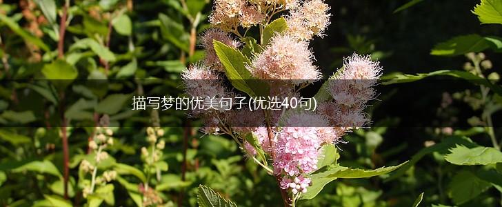描写梦的优美句子(优选40句),第1张