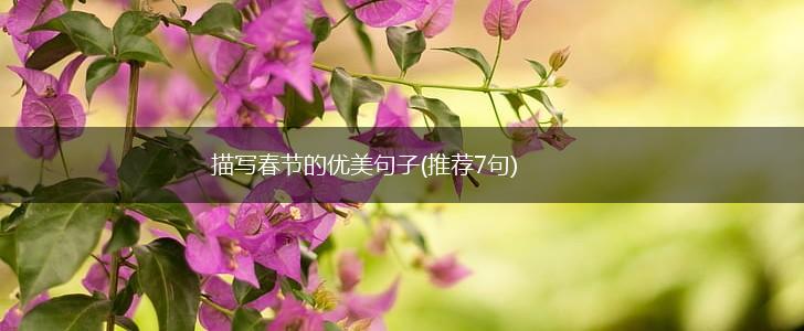 描写春节的优美句子(推荐7句),第1张
