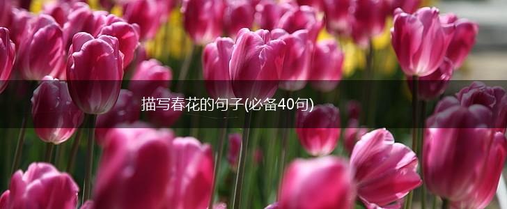 描写春花的句子(必备40句),第1张