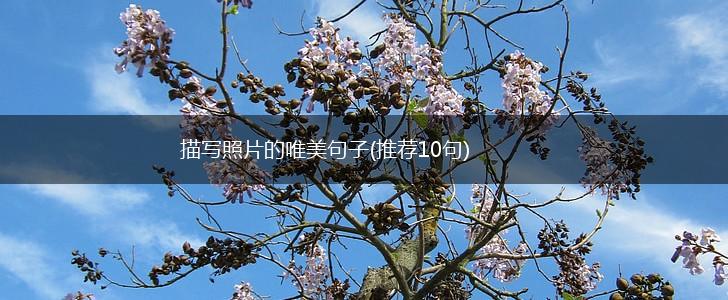 描写照片的唯美句子(推荐10句),第1张