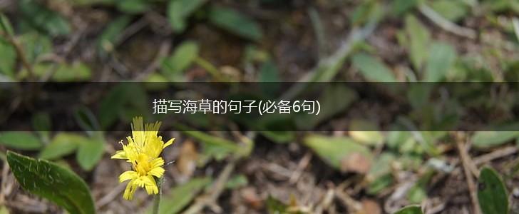 描写海草的句子(必备6句),第1张