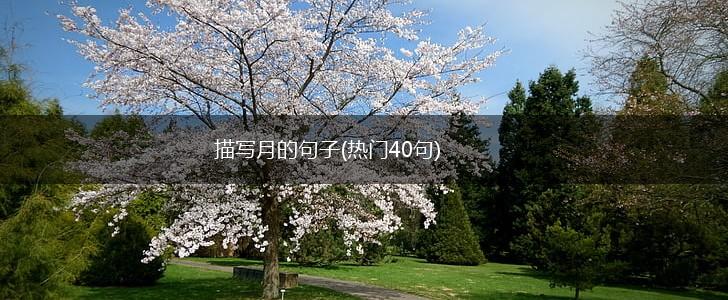 描写月的句子(热门40句),第1张