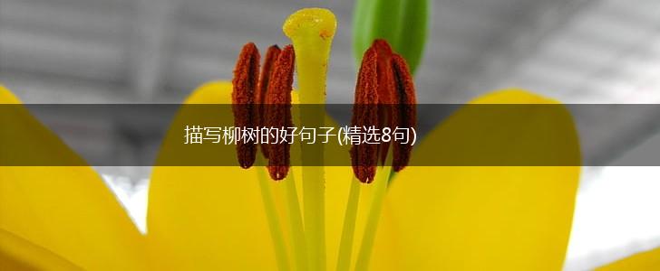 描写柳树的好句子(精选8句),第1张