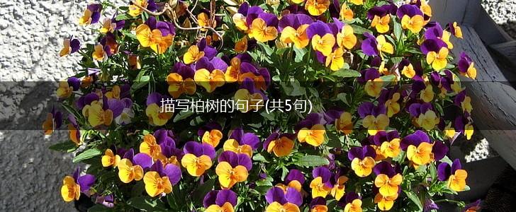 描写柏树的句子(共5句),第1张