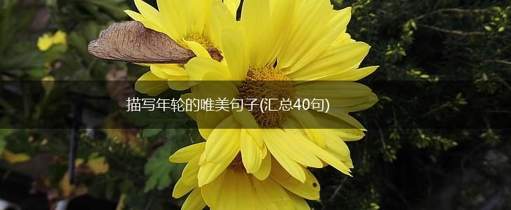 描写年轮的唯美句子(汇总40句),第1张