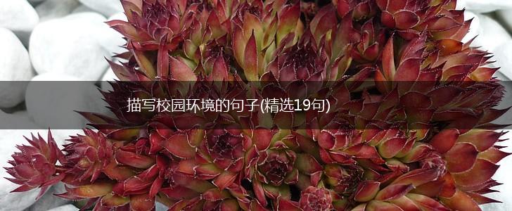 描写校园环境的句子(精选19句),第1张